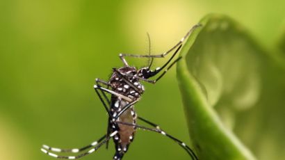 Xanxerê confirma mais um caso de dengue