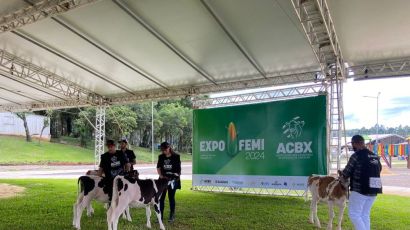 Julgamento de animais com registro marca o primeiro dia da Festa Estadual do Milho em Xanxerê