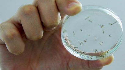 Dengue em SC: 47 municípios possuem alto risco de transmissão da doença