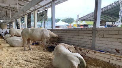 Animais da raça charolês chegam ao Parque de Exposições Rovilho Bortoluzzi