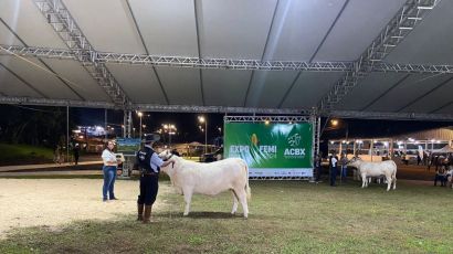 ExpoFemi 2024: julgamento da raça charolês destaca a excelência pecuária nos três Estados do Sul