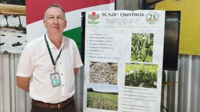 Epagri lança novo feijão com potencial revolucionário para produtores rurais