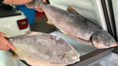 Feira do Peixe inicia nesta quinta-feira em Xaxim