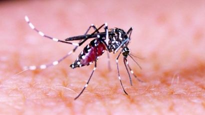 Faxinal dos Guedes confirma primeiro caso de dengue no município