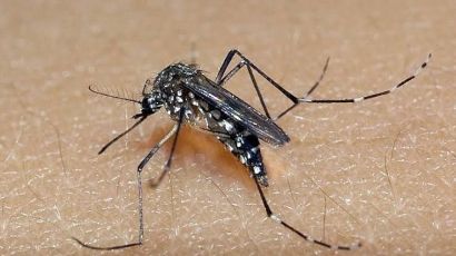 Mais três casos de dengue são registrados em Xanxerê