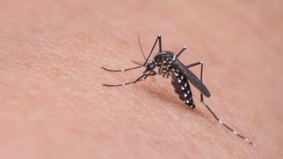Secretaria de Saúde registra mais seis casos de dengue em Xanxerê 