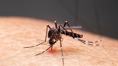 Xanxerê confirma mais um caso de dengue autóctone