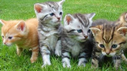 Secretaria de Meio Ambiente promove feira de adoção de filhotes de gatos