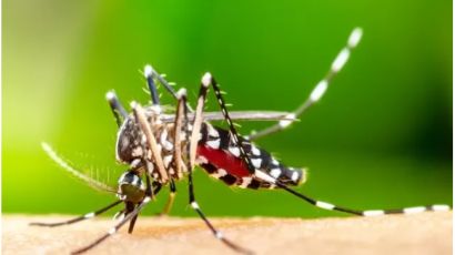 Atualização dos casos de dengue em Xanxerê