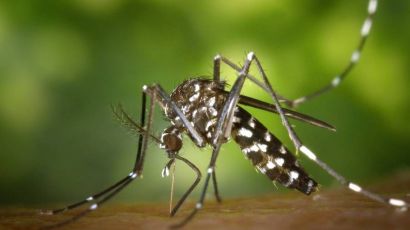 Dengue em SC: Saúde ressalta cuidados com a doença após chuvas