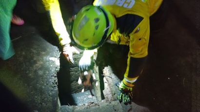 Bombeiros resgatam cão que caiu em bueiro em Xanxerê 