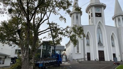 Prefeitura de Xanxerê realiza manutenção em plátano tombado como patrimônio histórico