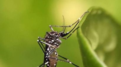 Xaxim regista terceira morte por dengue em 2024