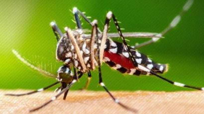 Informe epidemiológico revela mais de 300 mil casos prováveis de dengue em SC