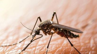 Novo informe epidemiológico revela mais de 350 mil casos prováveis de dengue em SC
