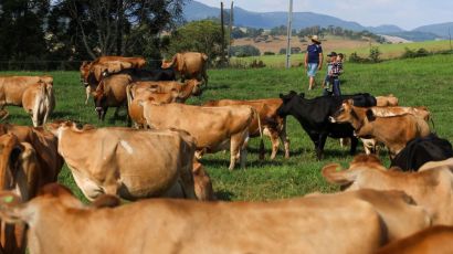 Programa Leite Bom: inicia pagamento de projetos que fortalecem a cadeia produtiva