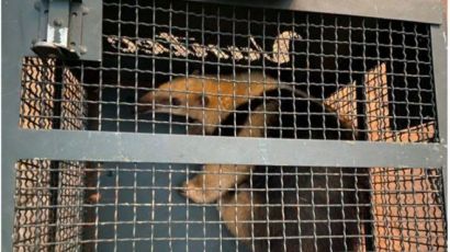 Bombeiros capturam tamanduá nos fundos de residência em Xanxerê