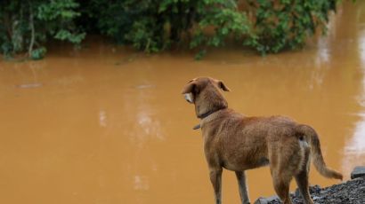 Santa Catarina terá maior programa de castração de animais da história