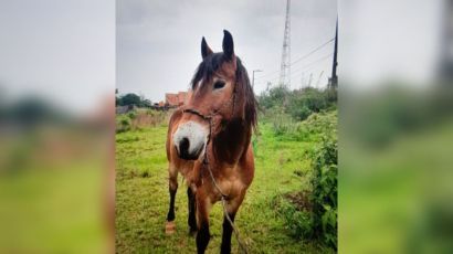 Família busca por cavalo que fugiu no Jardim Tarumã 