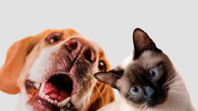 Mais de 250 animais são castrados em Faxinal dos Guedes 