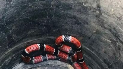 Acidentes com animais peçonhentos são mais comuns nesta época do ano; veja como evitar