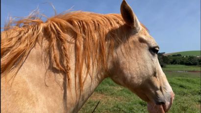 Tranças em crina de cavalos: será obra do Saci-Pererê? O TSX explica essa lenda 