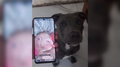 Cachorra é roubada em Xanxerê e família faz apelo por informações