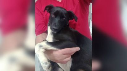 Onde está Chica? Família busca por cachorra que desapareceu no bairro Nossa Senhora de Lourdes