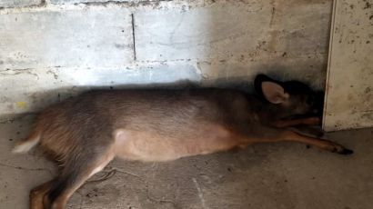 Veado é atropelado na BR-282 em Xanxerê