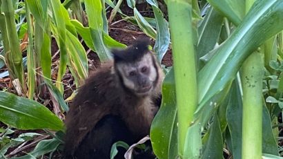 Macaco-prego é resgatado após cair de poste em Xanxerê
