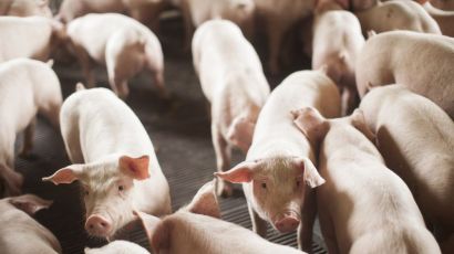 Com embarque de 1,97 milhão de toneladas, SC bate recorde na exportação de carnes em 2024