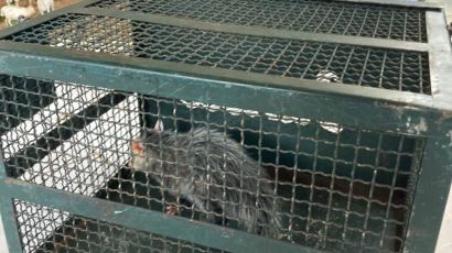 Gambá é resgatado dentro da Igreja Matriz de Ponte Serrada