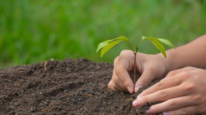 Secretaria de Marema abre reservas para mudas frutíferas