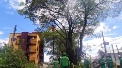 Rua de Xanxerê será fechada para poda de árvores