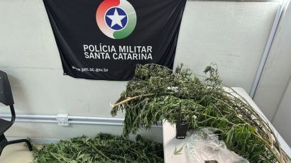 PM localiza pés de maconha durante operação policial em Xaxim