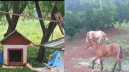 O amor transforma: veja como está égua resgatada de maus-tratos em Xanxerê 