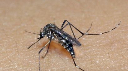 Xanxerê registra segundo caso de Chikungunya autóctone