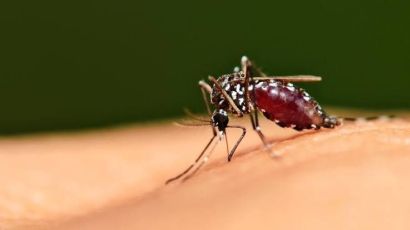 Secretaria de Saúde de Xanxerê confirma primeiro caso de dengue em 2025
