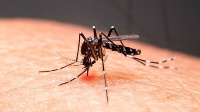 Xanxerê registra mais dois casos de Chikungunya