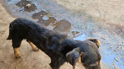Mulher é presa por maus-tratos graves contra animal em Marema