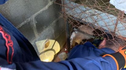 Gato é resgatado após ficar com a pata presa em um cano em Xanxerê