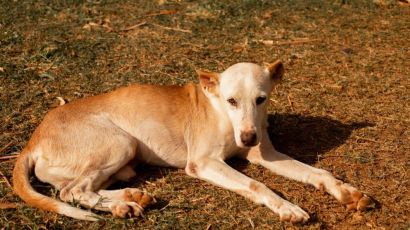 Prefeitura de Xanxerê promoverá Feira de Adoção de Cães