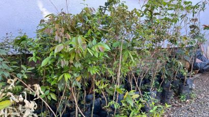 Xanxerê incentiva arborização com doação de mudas nativas no Ecoparque