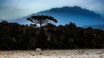 Previsão para o inverno 2025 em Santa Catarina indica frio intenso, geadas e nevoeiros