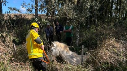 Cavalo é resgatado após cair em fosso lodoso no interior de Ponte Serrada