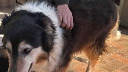 Cachorro perdido no Centro de Xanxerê