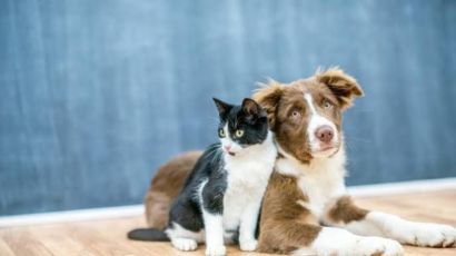 São Domingos realizará nova campanha de castração de animais