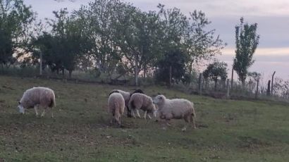Ovelhas furtadas no interior de Xanxerê são recuperadas pela polícia