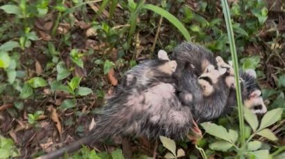Gambá com filhotes é resgatado em área urbana de Ponte Serrada