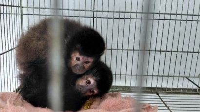 Macacos e aves são resgatados de criadouro embargado em Xanxerê